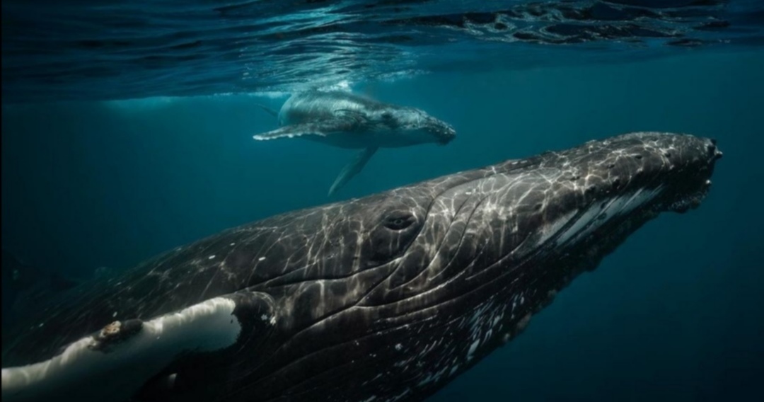 La encrucijada de las ballenas y el porvenir de la vida